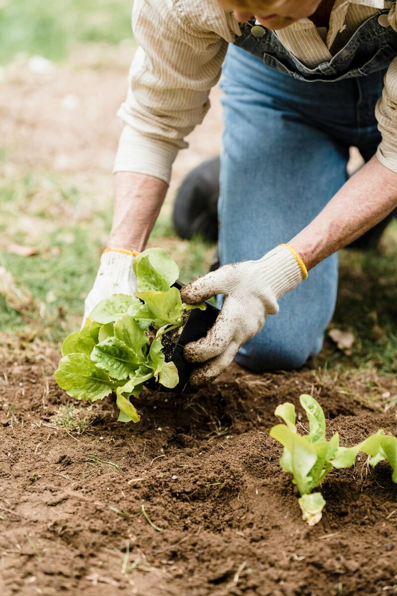 A gardener in overalls and work gloves planting lettuce seedlings in a row of soil