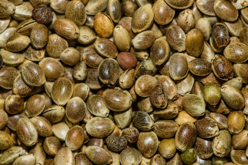 A close-up of whole hemp seeds in their shells