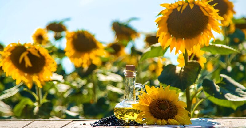 Bottle of sunflower oil in a sunflower field